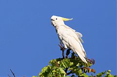 Sulphur-crested Cockatoo